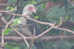 Grey Crow photo 3
