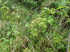 Brachycaudus helichrysi