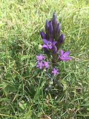 Gentianella aspera