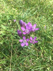 Gentianella aspera