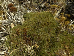 Oreobolus pectinatus