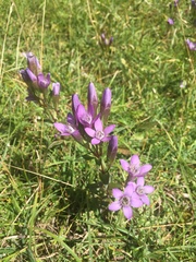 Gentianella aspera