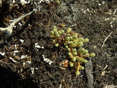 Kelleria lyallii