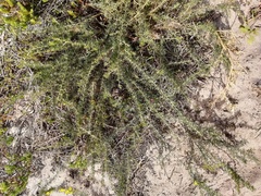 Aspalathus spinosa flavispina