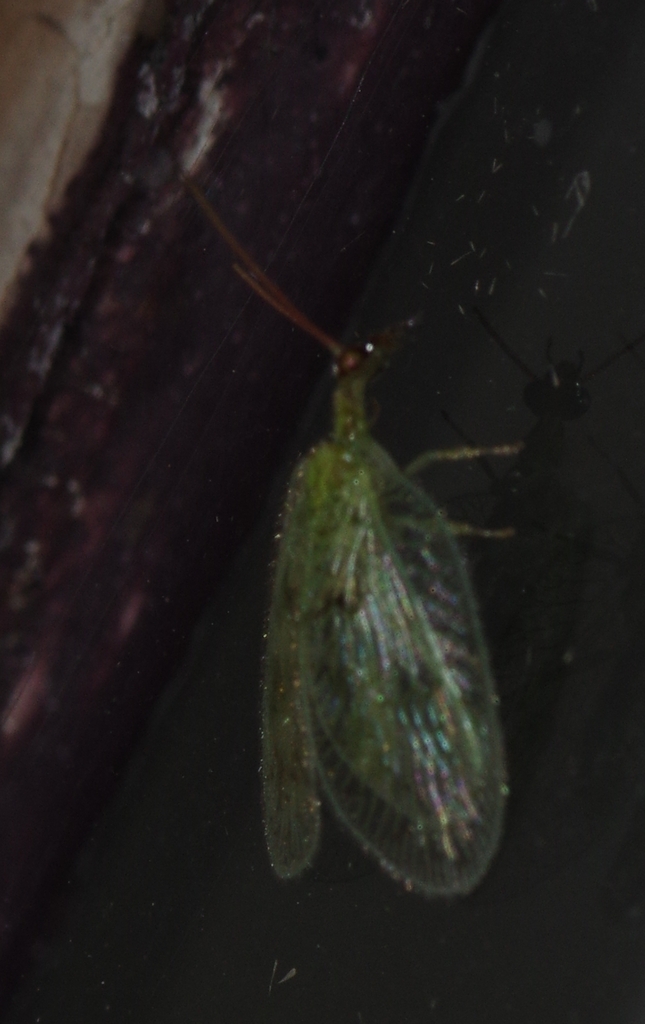Notiobiella punctata