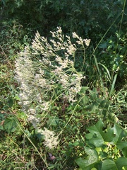 Eupatorium pubescens