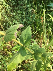 Eupatorium pubescens