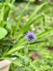 Echinops ritro