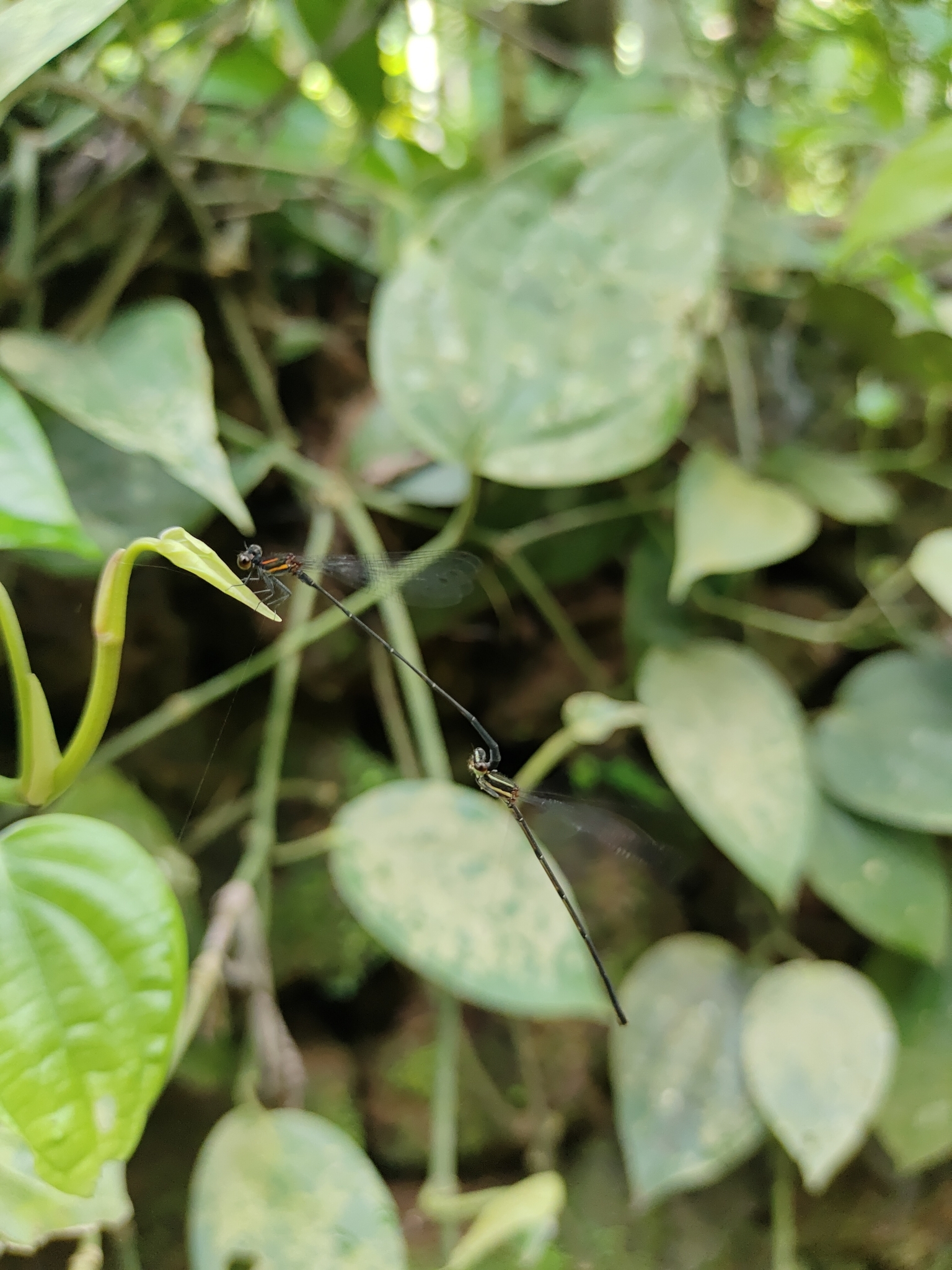 Orange-Striped Threadtail