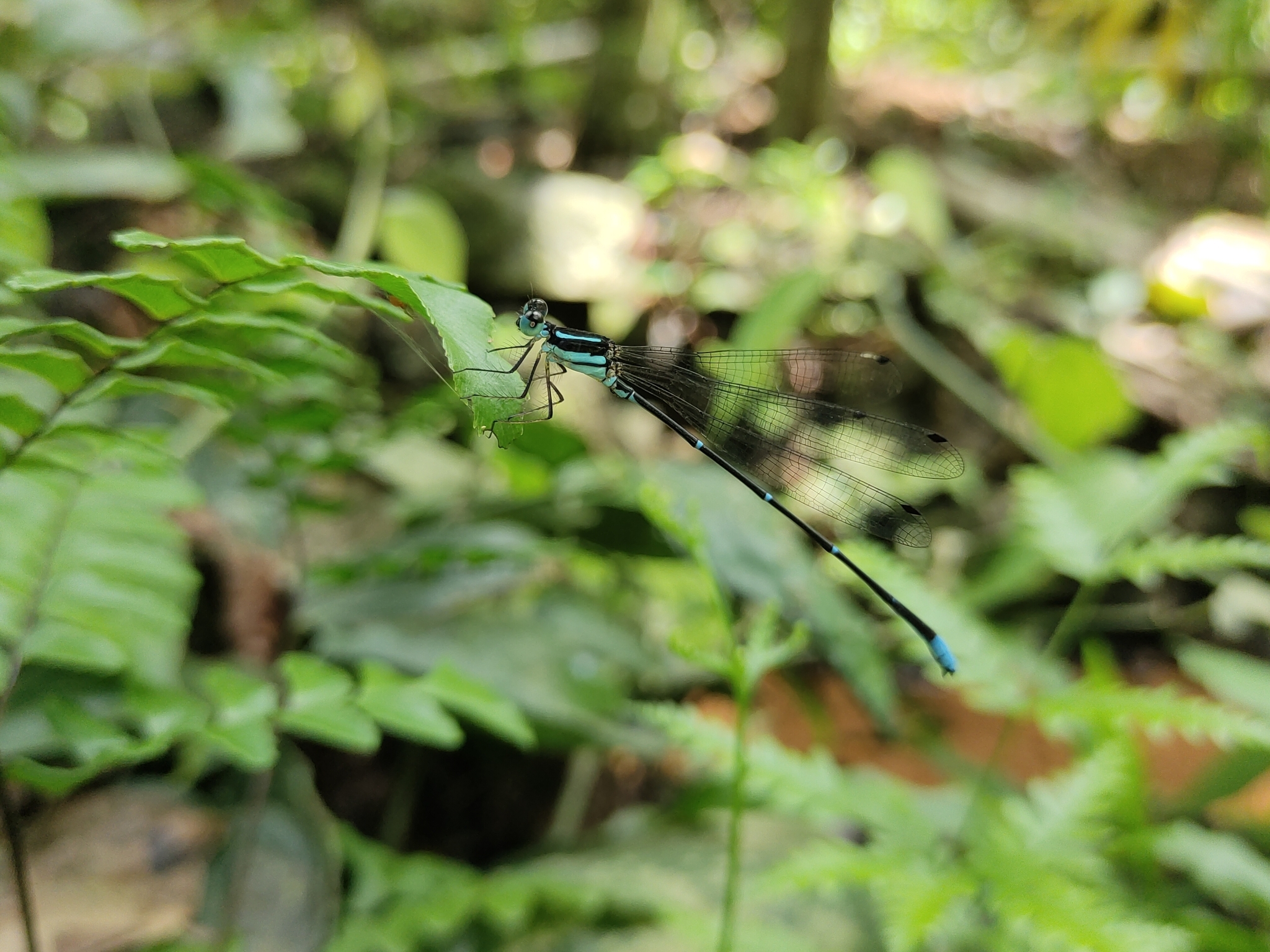 Wayanad Bambootail
