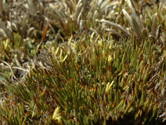 Oreobolus pectinatus