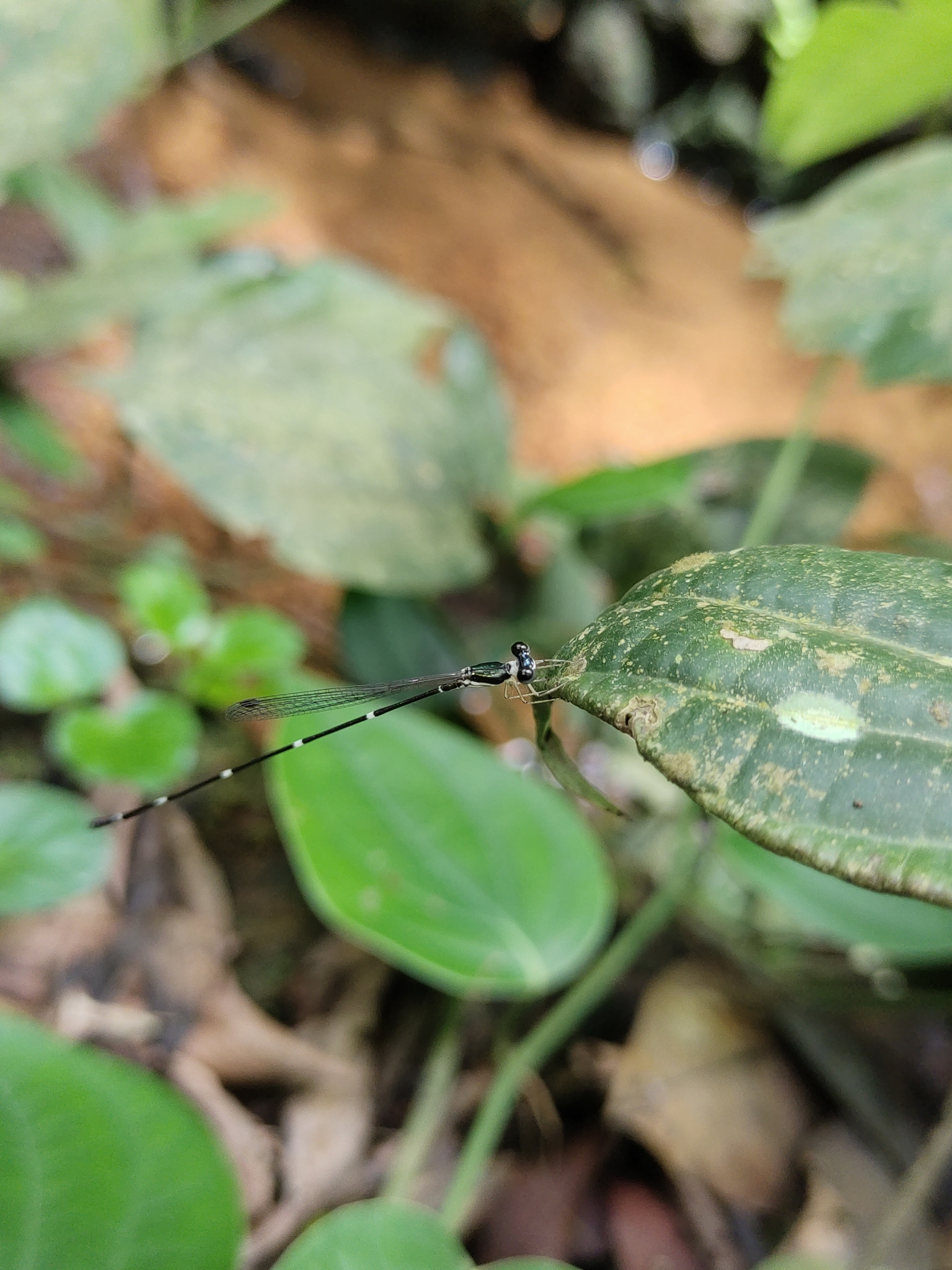 Pied Shadowdamsel