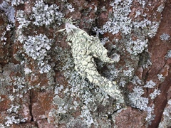 Ramalina ovalis