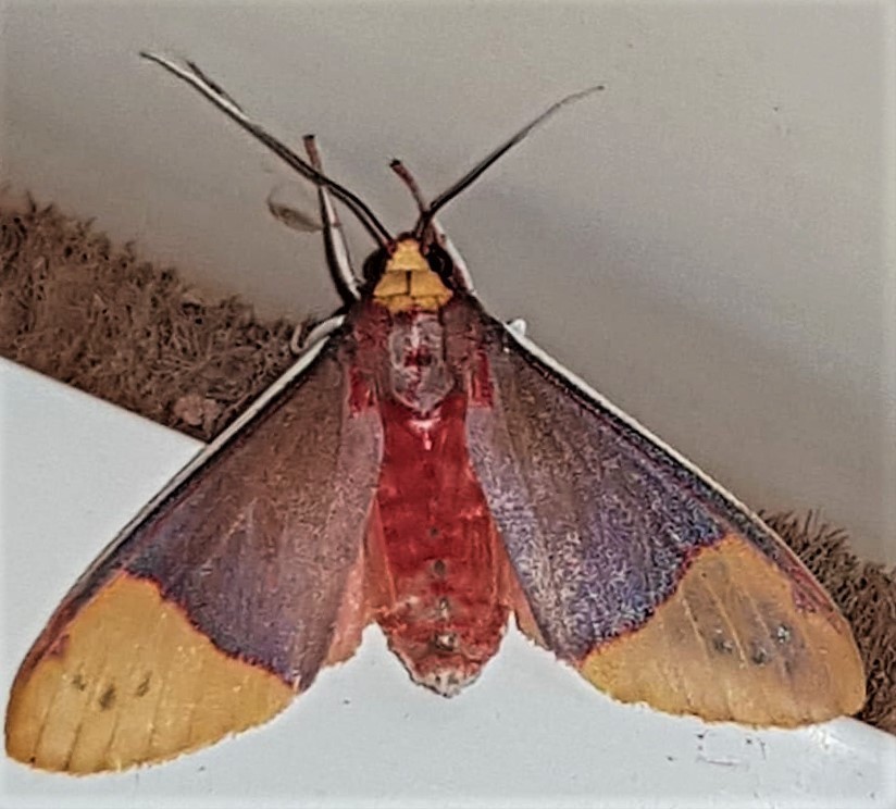 Evius albicoxae