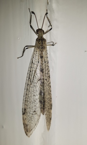 Tricholeon nigripes