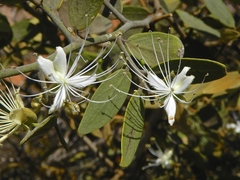 Capparis lasiantha