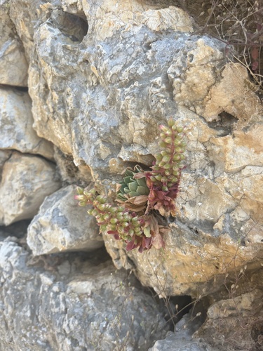 Saw-leaved Liveforever (Rosularia serrata)