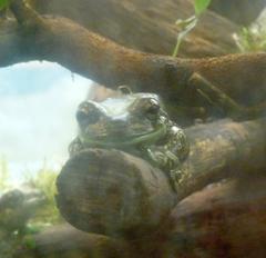 Trachycephalus resinifictrix