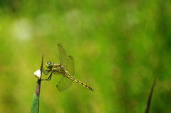Orthetrum cancellatum