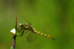 Orthetrum cancellatum