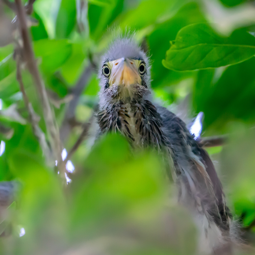 Green Heron photographed in Virginia
