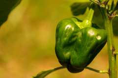 Capsicum annuum annuum