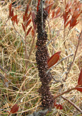 Tuckermanopsis sepincola