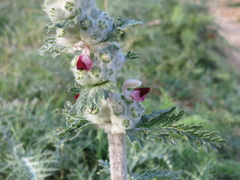 Phlomoides laciniata