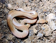 Lycodon anamallensis