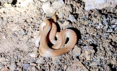 Lycodon anamallensis