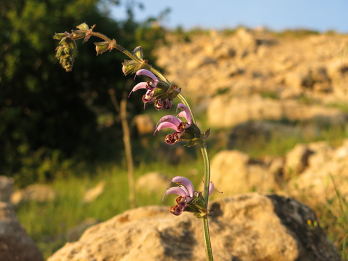 Salvia indica, photograph 5