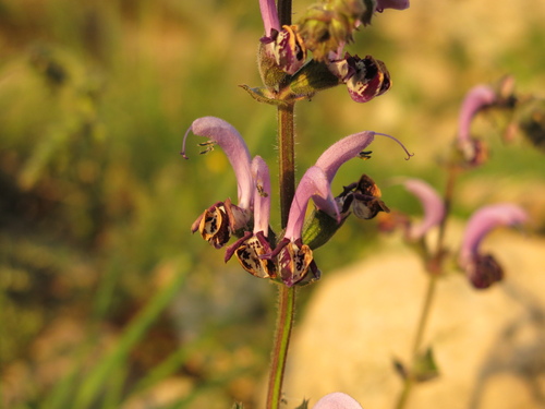 Pied Sage (Salvia indica)