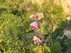 Salvia indica, photograph (c) Nachman bones, some rights reserved (CC BY)