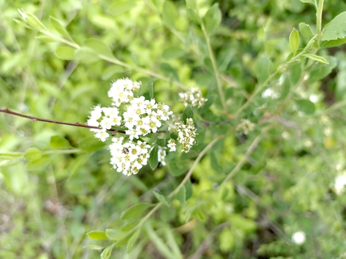 Scalloped spirea (Spiraea crenata)