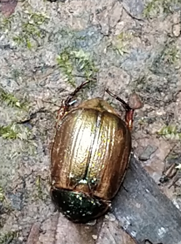Anomala splendida · iNaturalist United Kingdom