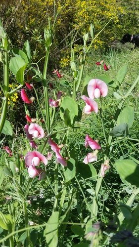 Tangier Pea