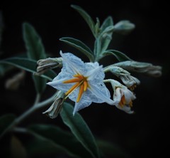 Solanum elaeagnifolium