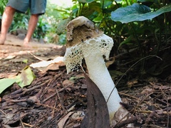 Phallus merulinus