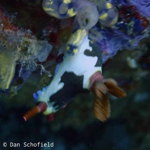 Chamberlain's Nembrotha (Nembrotha chamberlaini)