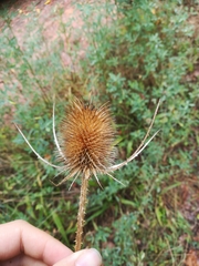 Dipsacus fullonum
