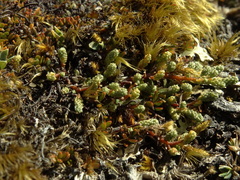 Kelleria lyallii