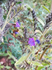 Echium vulgare