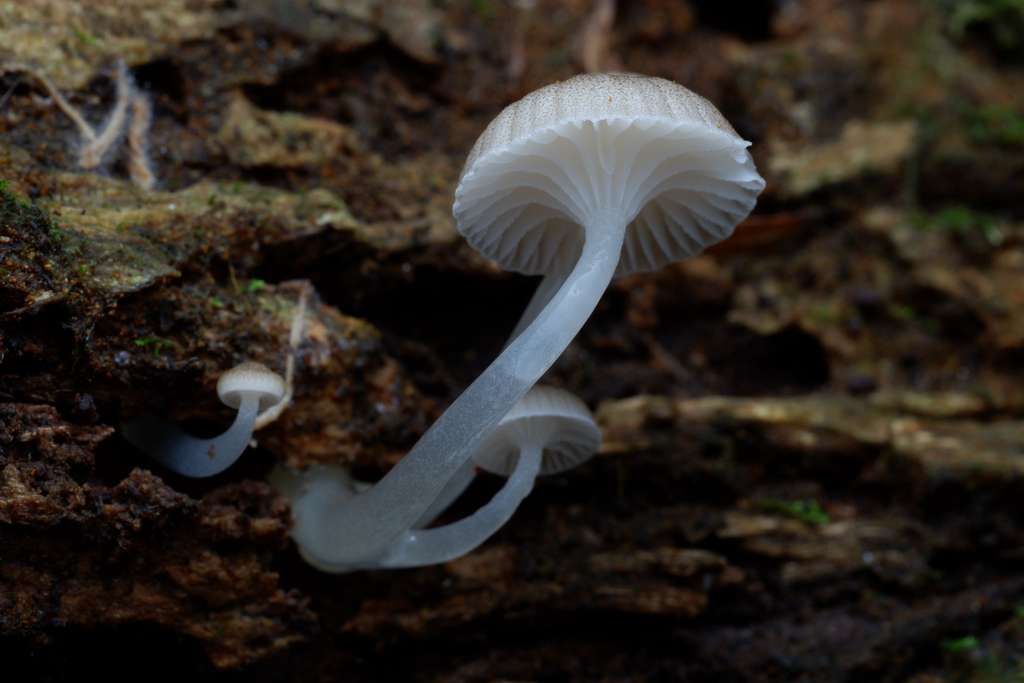 Roridomyces austrororidus · June 2025 · photo: © celadonfern (iNaturalist, cc-by)