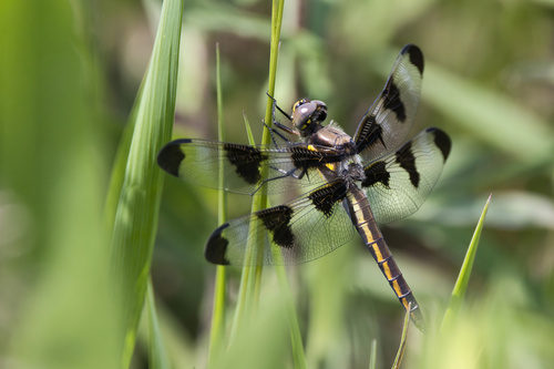 Twelve-spotted Skimmer (Libellula pulchella), a species recorded in Utah