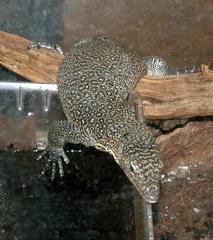 Varanus indicus