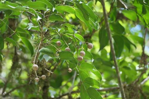 Turpinia malabarica observed 2025-05-12