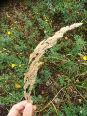 Calamagrostis epigejos