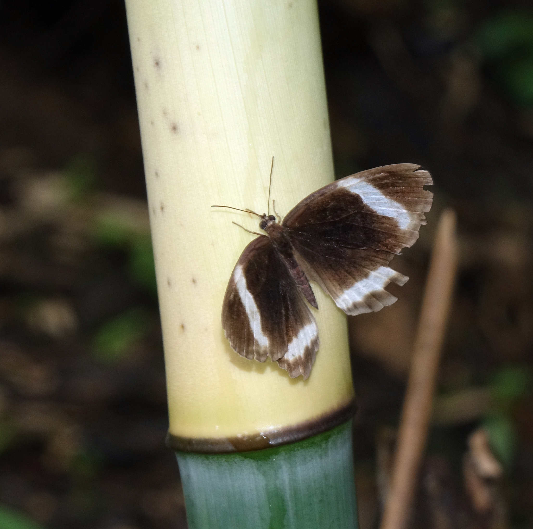 Banded Catseye