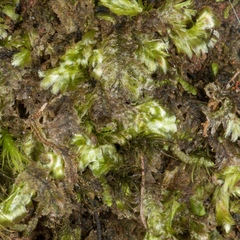 Orthorrhynchium elegans