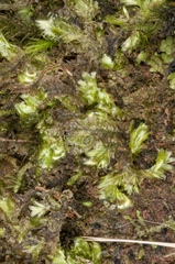 Orthorrhynchium elegans